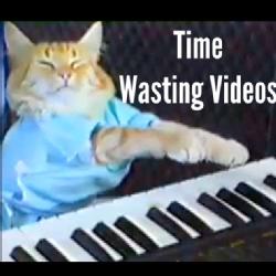 Your favorite time wasting internet videos!